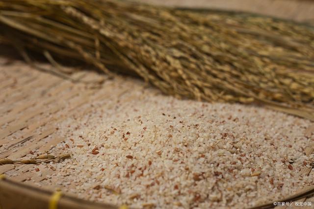 米糠喂猪的正确方法 从稻谷加工到科学饲喂