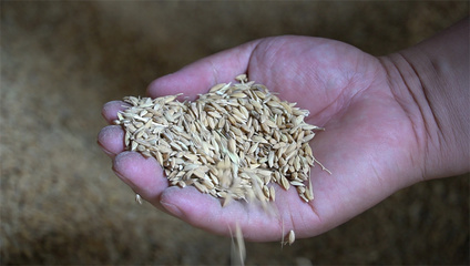 乌鲁木齐市米东区 稻谷加工赋能，做强特色农业，全面推进乡村振兴