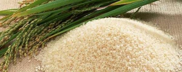 从稻谷到碎米 揭秘稻谷加工中的精细化历程