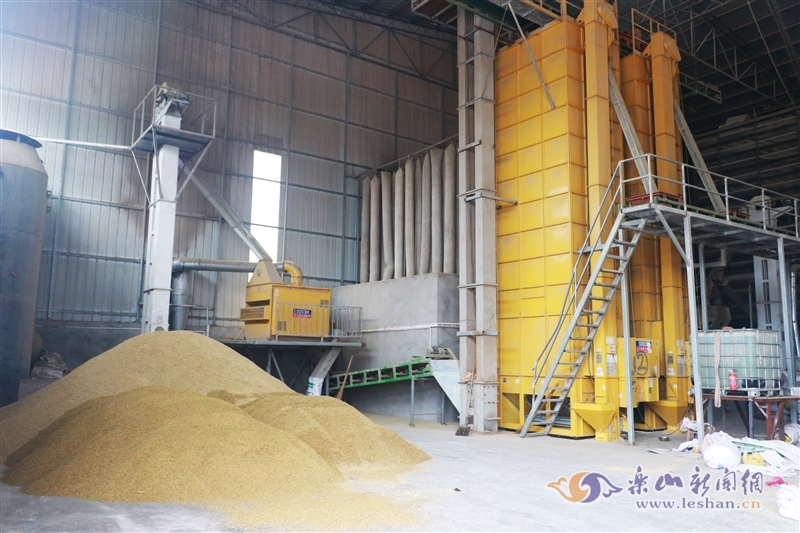 长沙宁乡 专业稻谷烘干与大米加工厂房设备出租，诚邀合作伙伴共拓粮油加工新机遇