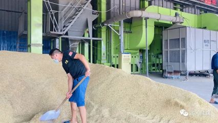 武冈现代化稻谷烘干厂 守护粮食安全的坚实防线