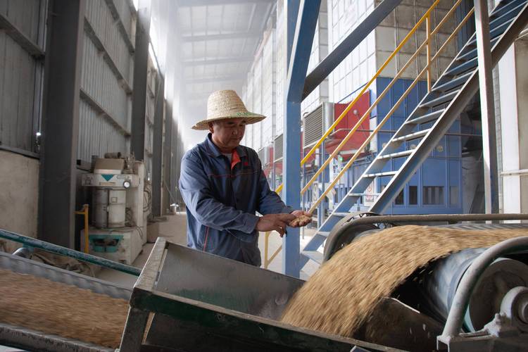从烘干到加工 守护粮安，确保稻谷颗粒归仓